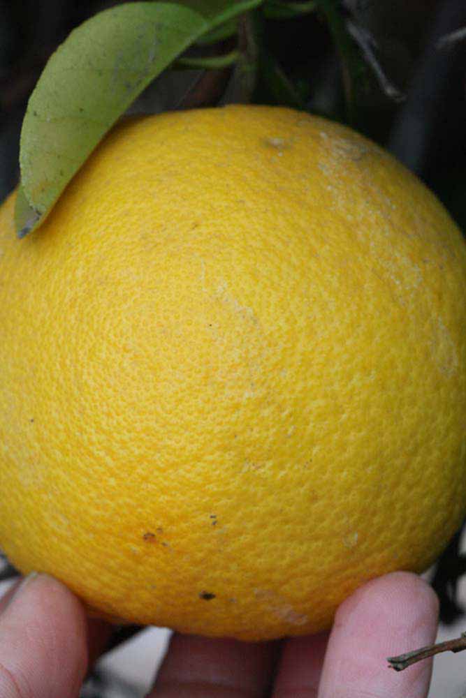            Fruit (Riverside, CA)   